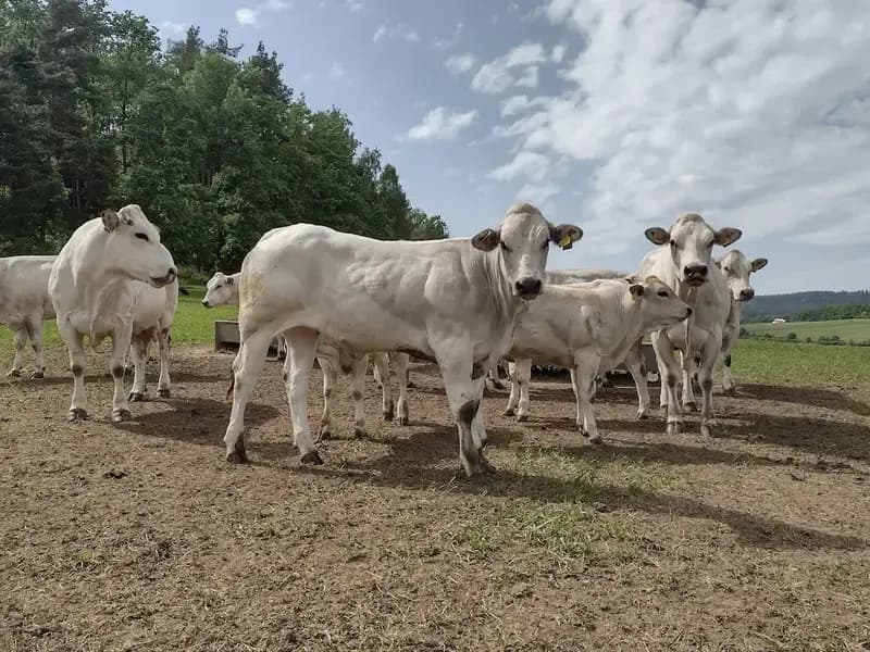 Piemonti z Pošumaví